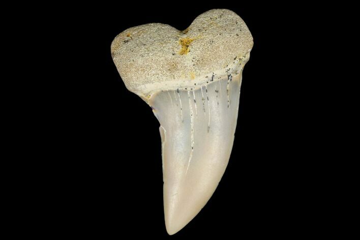 Fossil Shark Tooth (Carcharodon planus) - Bakersfield, CA #178325